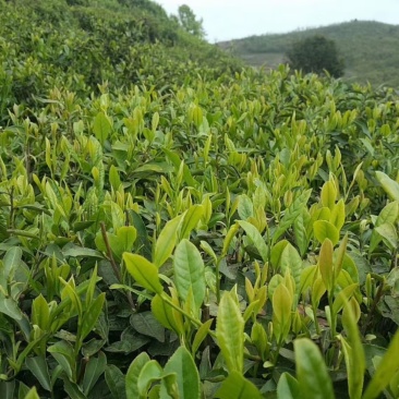 贵州省云雾毛尖贡茶