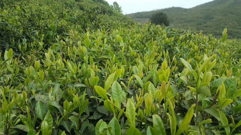 贵州省云雾毛尖贡茶
