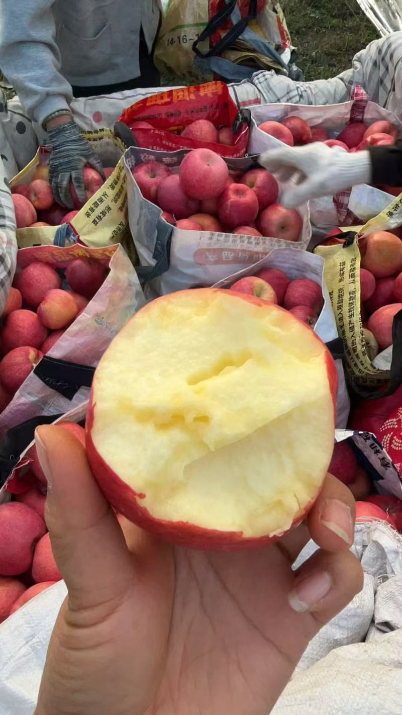 合阳秦脆苹果