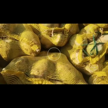大光头辣菜旮瘩五毛一斤欢迎订购！保质保量