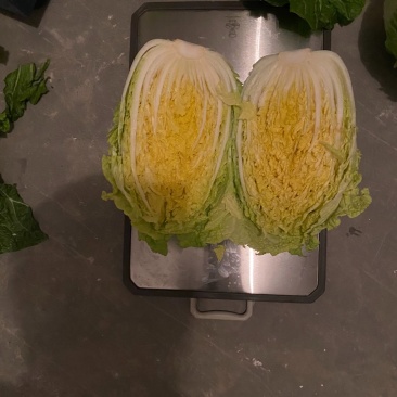 大颗白菜