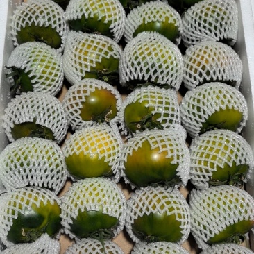 盘锦草莓柿子