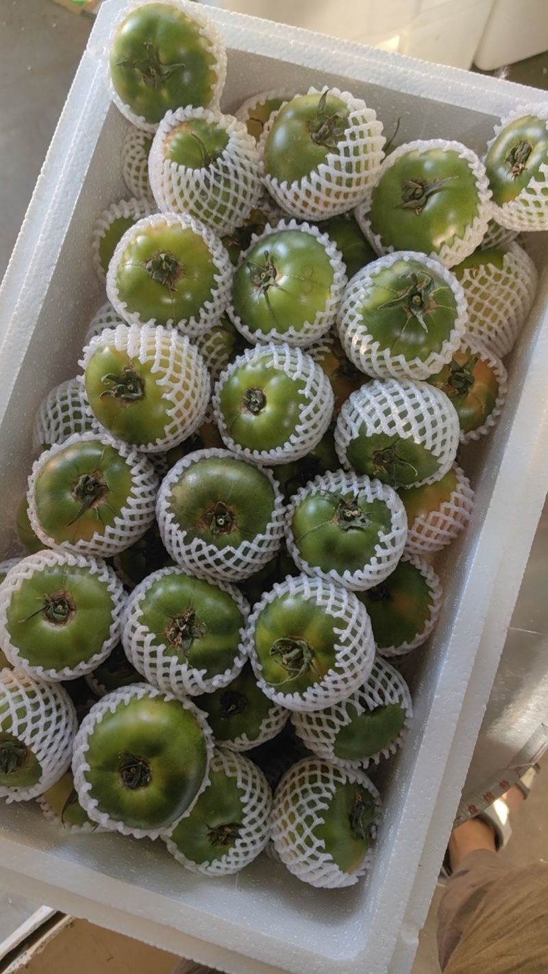 盘锦草莓柿子