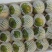 盘锦草莓柿子