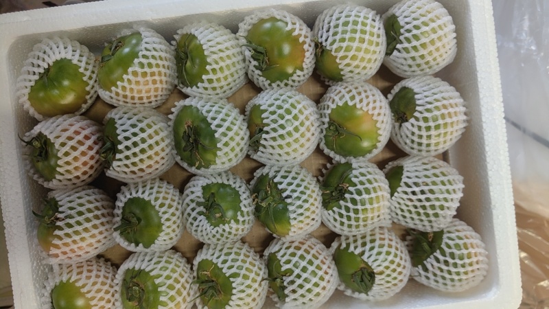 盘锦草莓柿子