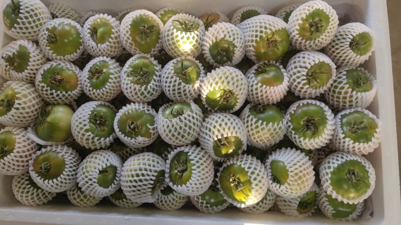 盘锦草莓柿子