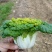 精品黄心菜
