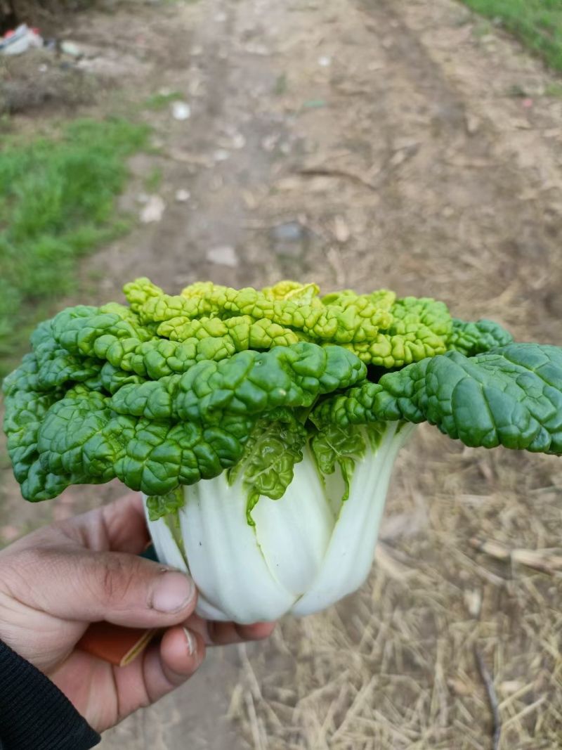 精品黄心菜