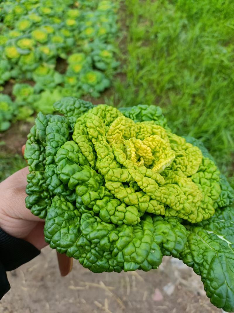 精品黄心菜
