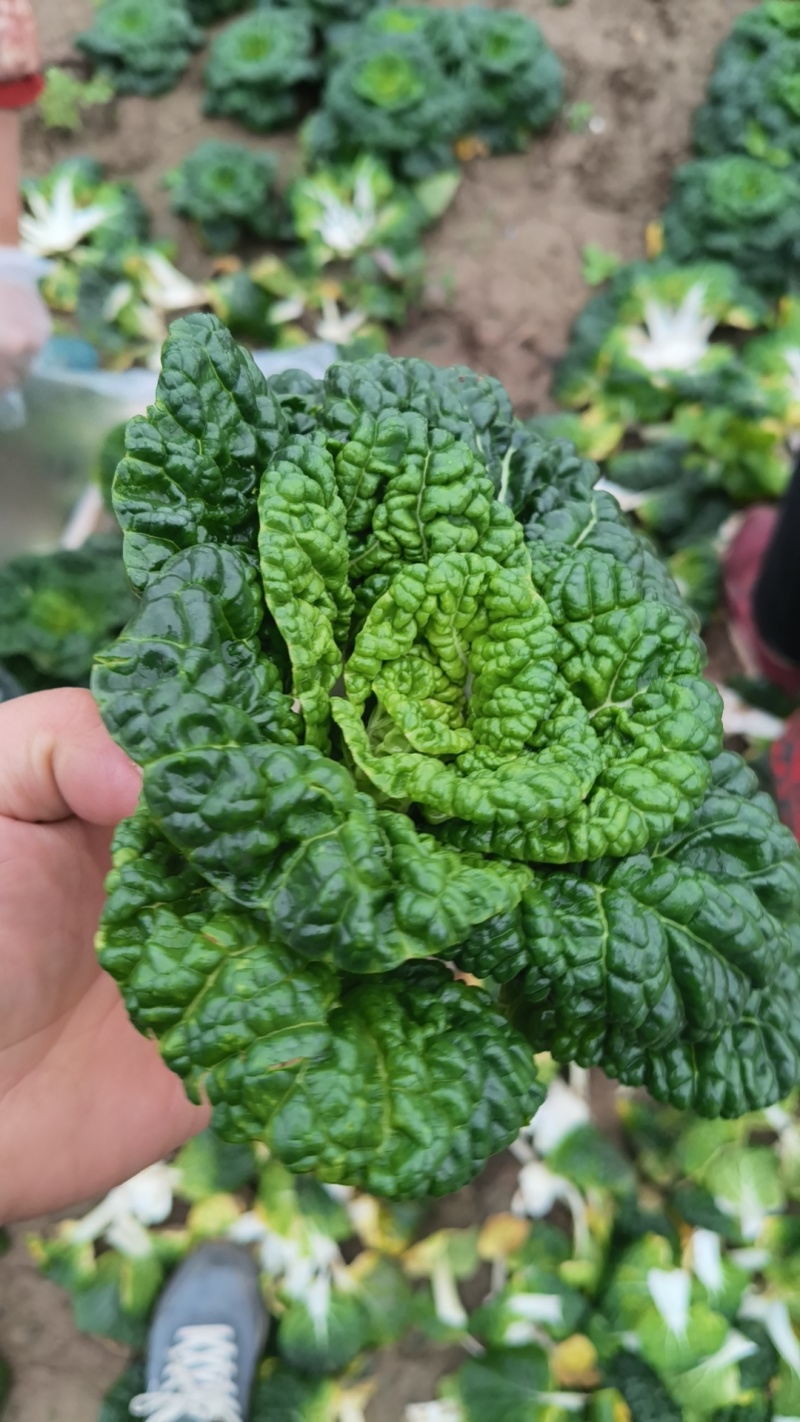 精品黄心菜