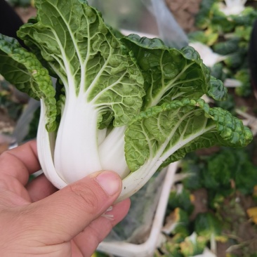 精品黄心菜