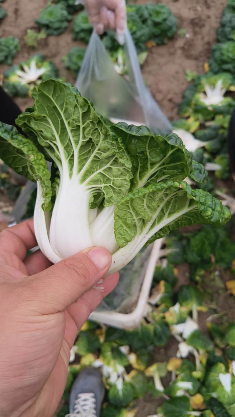 精品黄心菜
