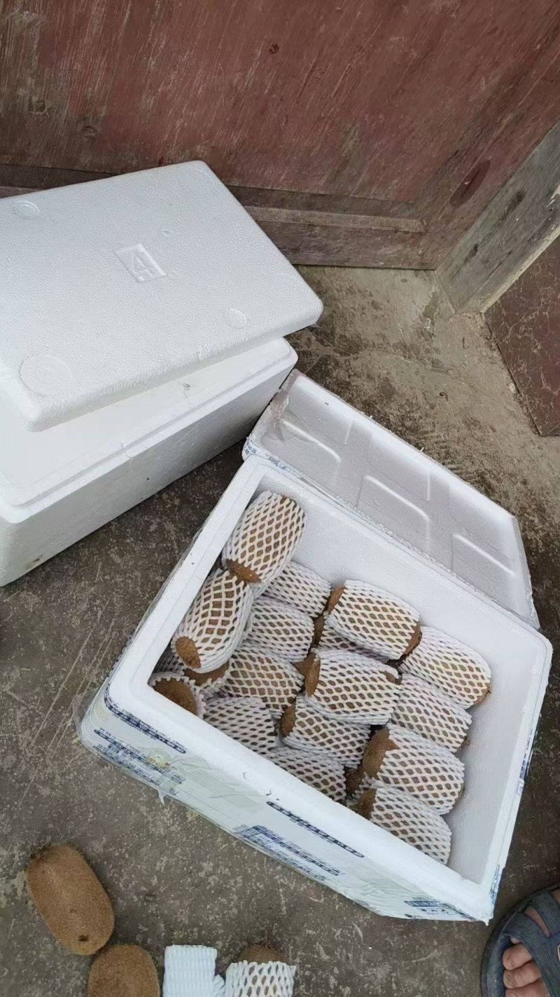 古蔺猕猴桃