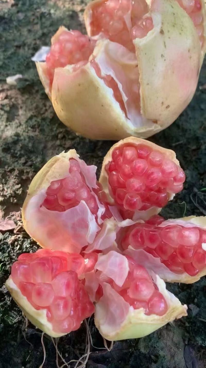 蒙自石榴，蒙自30年老树薄皮绿籽甜石榴