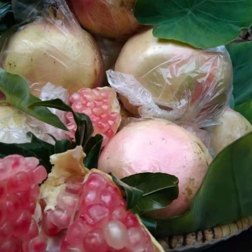 蒙自石榴，蒙自30年老树薄皮绿籽甜石榴
