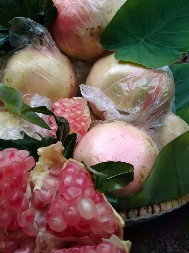 蒙自石榴，蒙自30年老树薄皮绿籽甜石榴