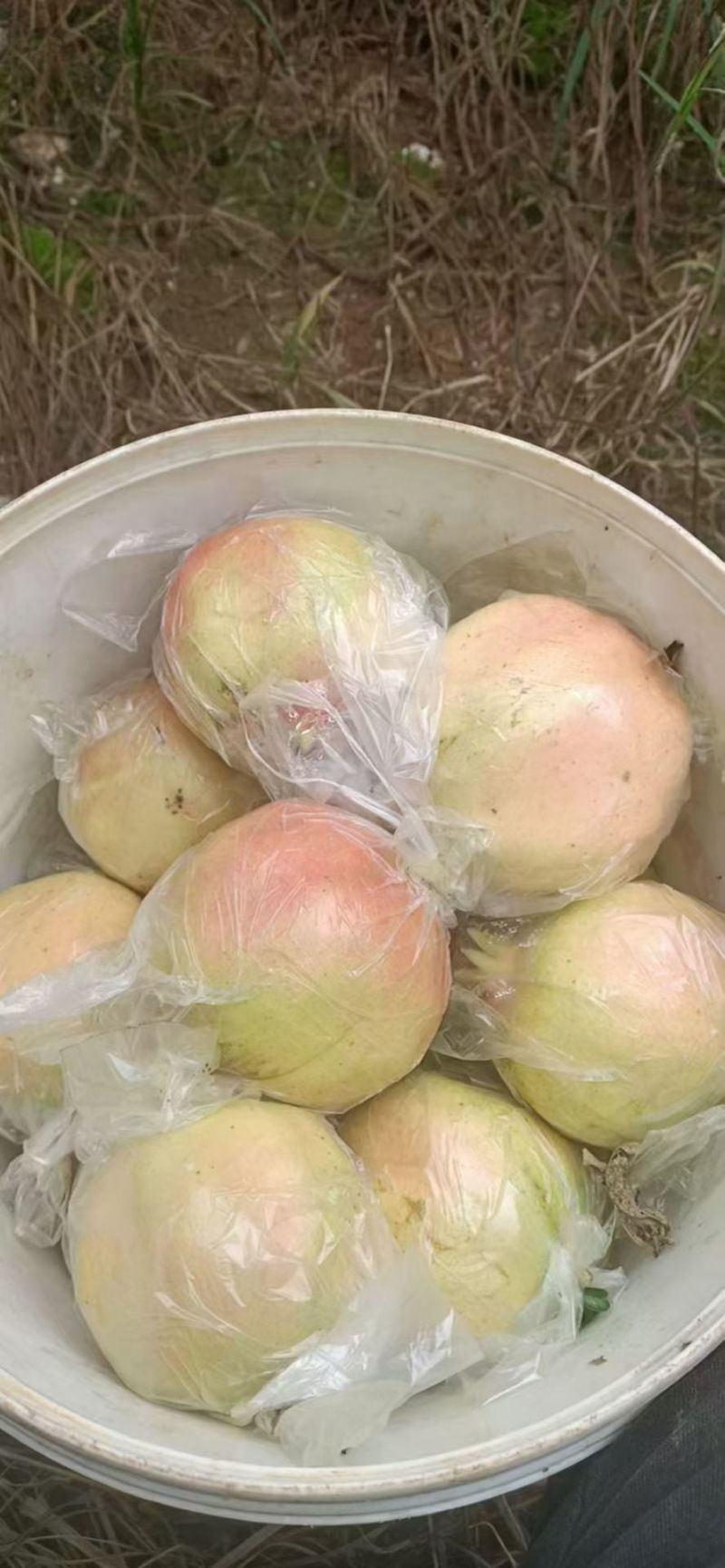 蒙自石榴，蒙自30年老树薄皮绿籽甜石榴