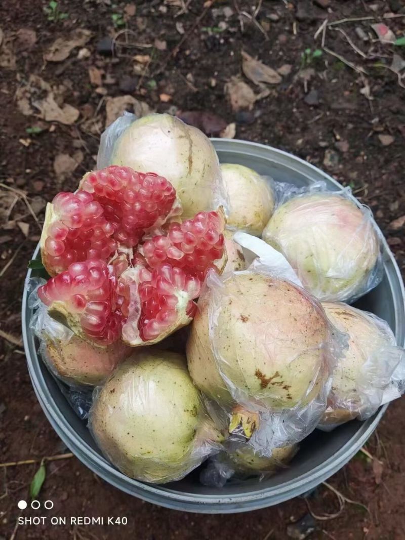 蒙自石榴，蒙自30年老树薄皮绿籽甜石榴