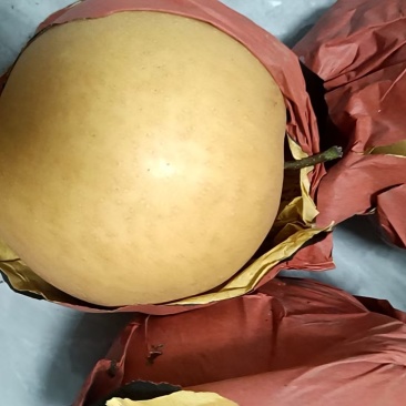 包金梨