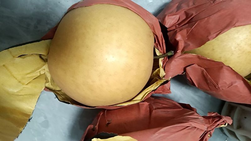 包金梨