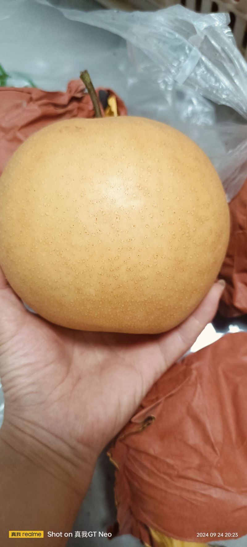 包金梨