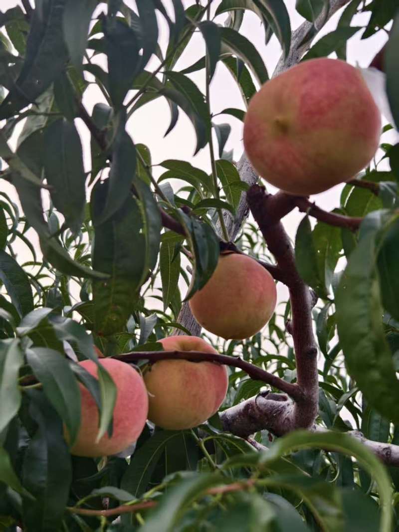 金秋红蜜水蜜桃300万斤电商果，市场果，精品果
