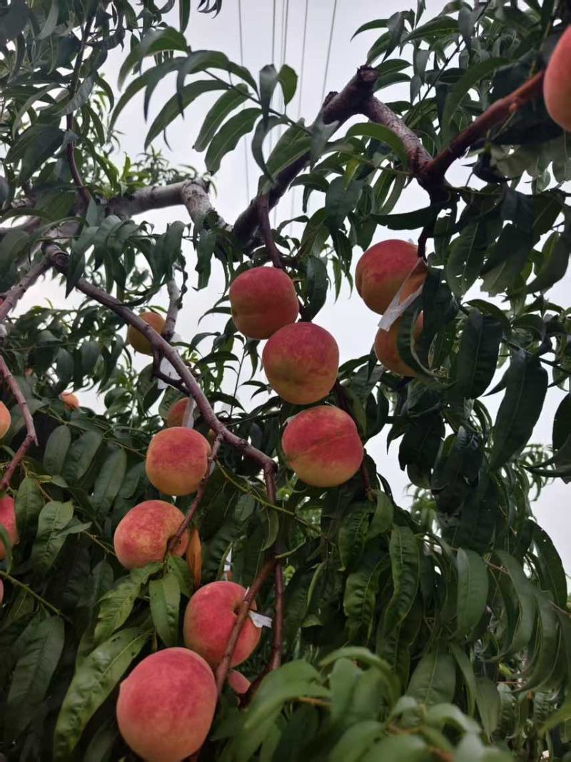 金秋红蜜水蜜桃300万斤电商果，市场果，精品果