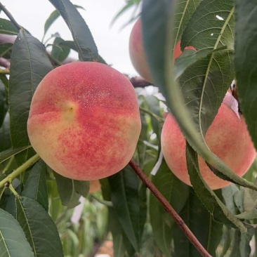 金秋红蜜水蜜桃300万斤电商果，市场果，精品果