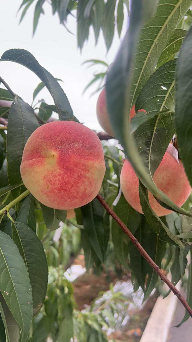 金秋红蜜水蜜桃300万斤电商果，市场果，精品果