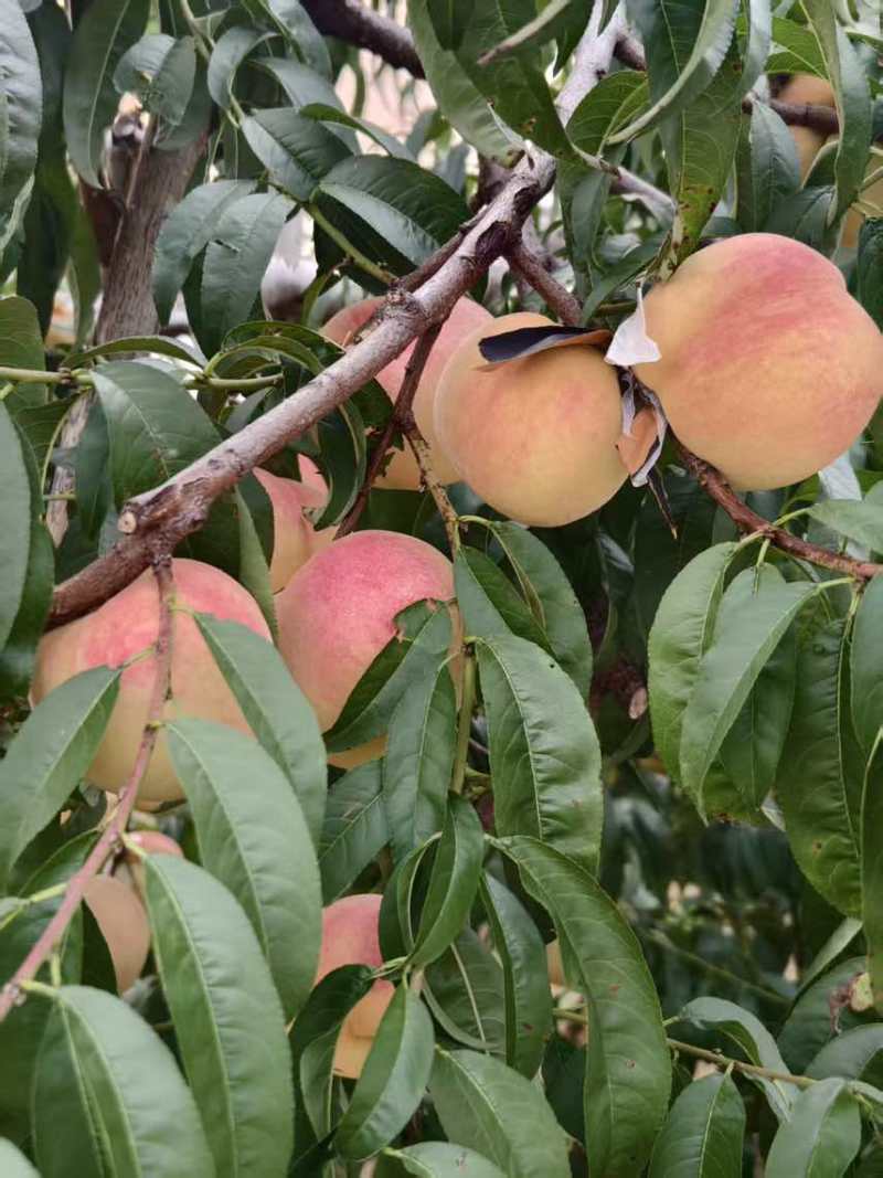 金秋红蜜水蜜桃300万斤电商果，市场果，精品果