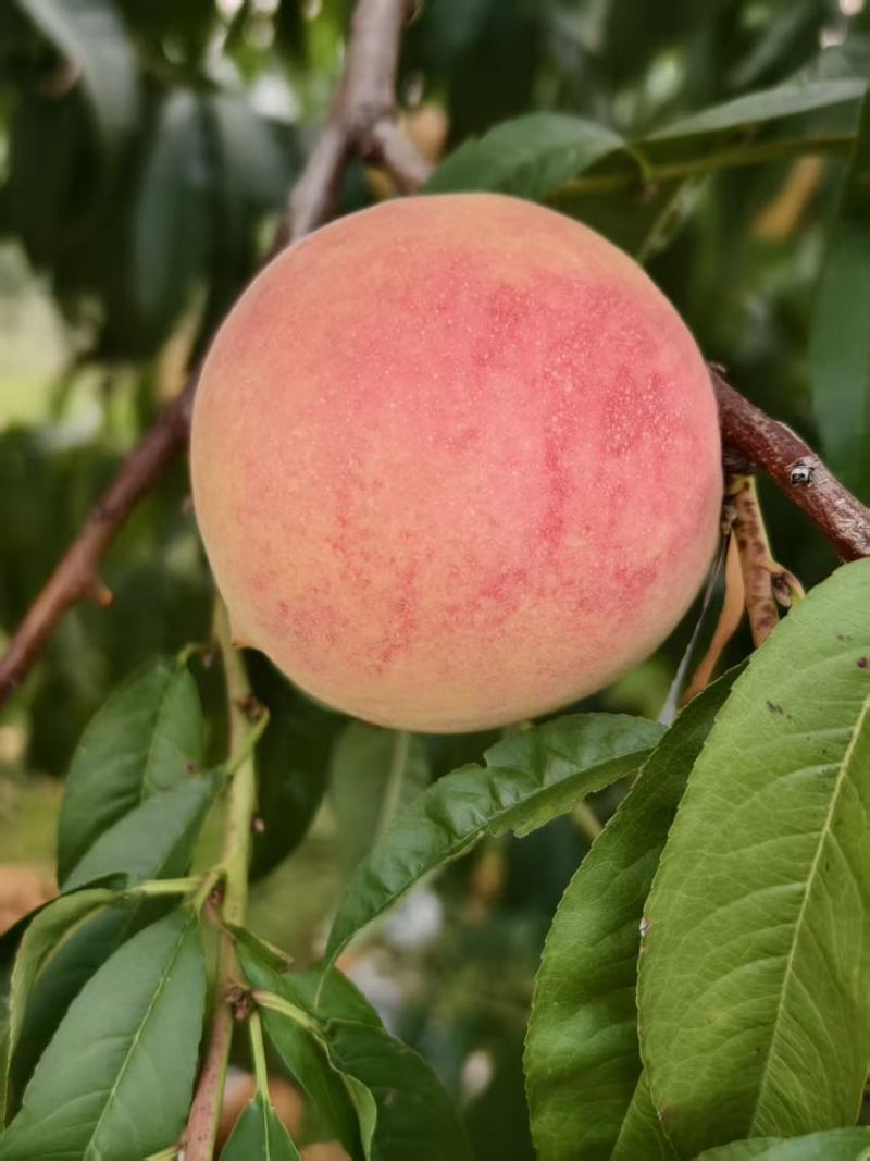 金秋红蜜水蜜桃300万斤电商果，市场果，精品果