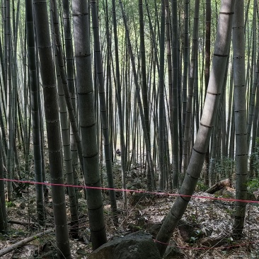毛竹