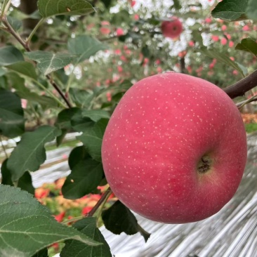 庆阳苹果🍎