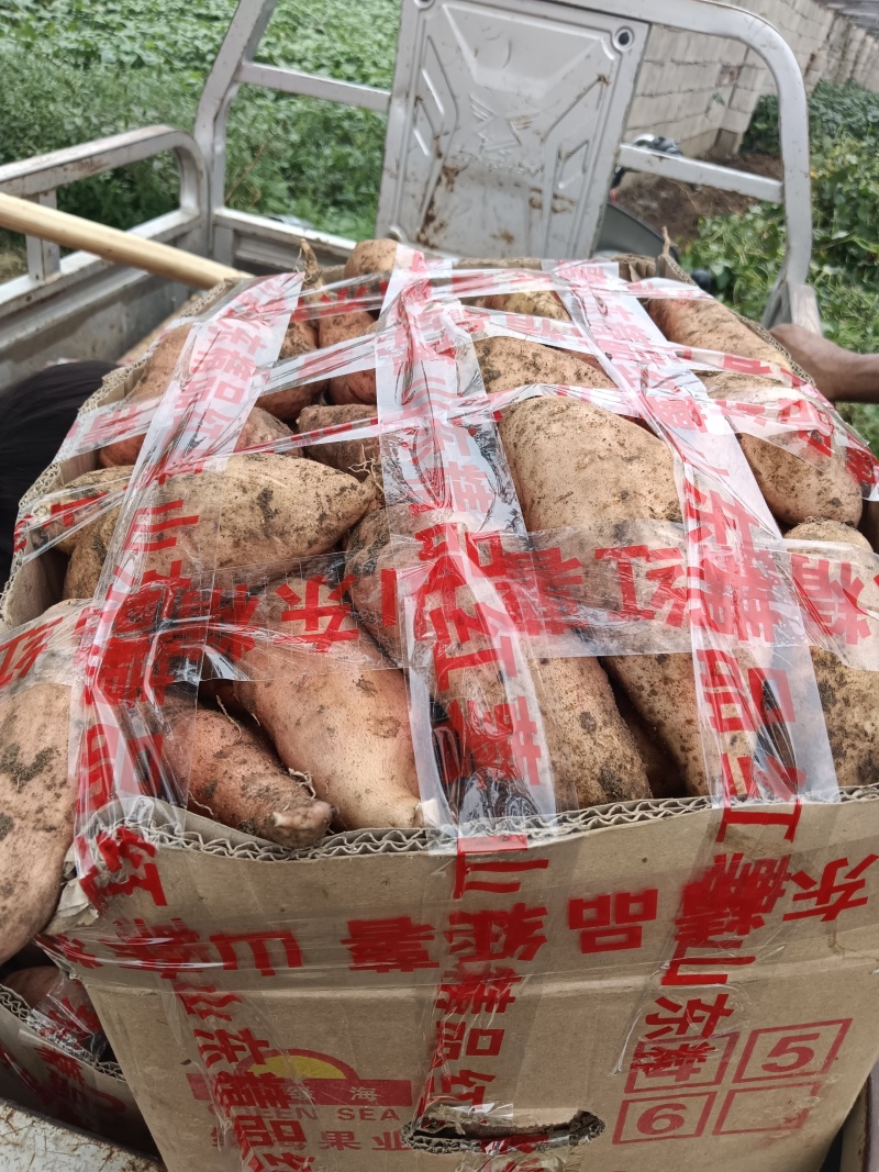 各类红薯地代办，价格透明，诚信为本