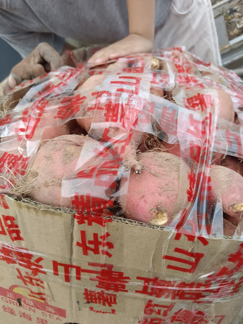 各类红薯地代办，价格透明，诚信为本