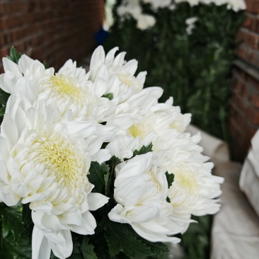 白菊花