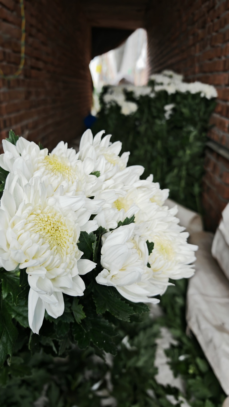 白菊花