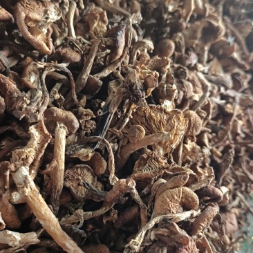 黑龙江省伊春嘉荫的榛蘑，纯野生自然晾晒的今年新蘑菇