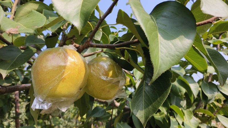 玉露香梨