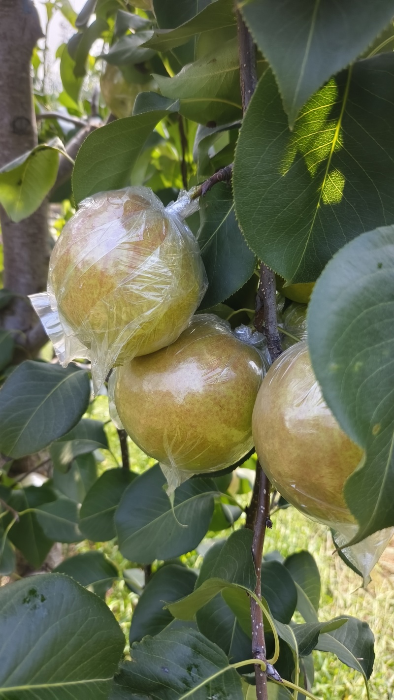 玉露香梨