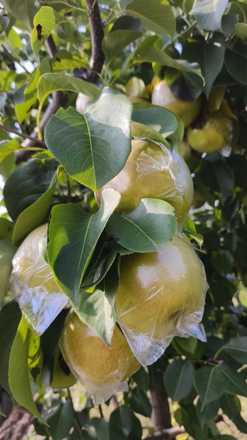玉露香梨