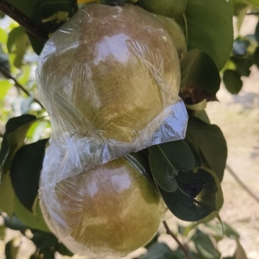 玉露香梨