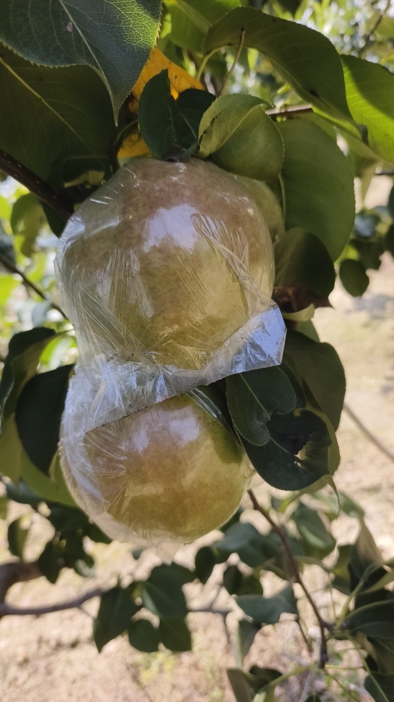 玉露香梨