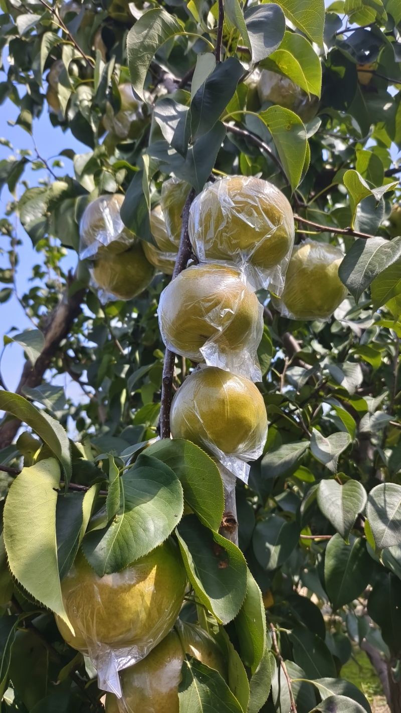 玉露香梨