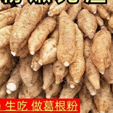 广西梧州藤县粉葛
