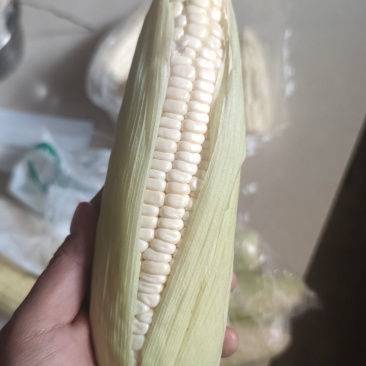鲜糯玉米