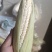 鲜糯玉米