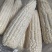 鲜糯玉米