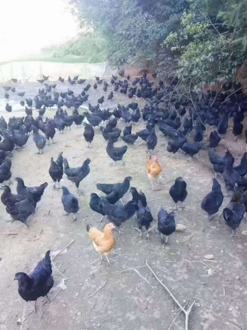 散养土鸡蛋