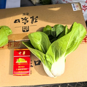 奶白菜